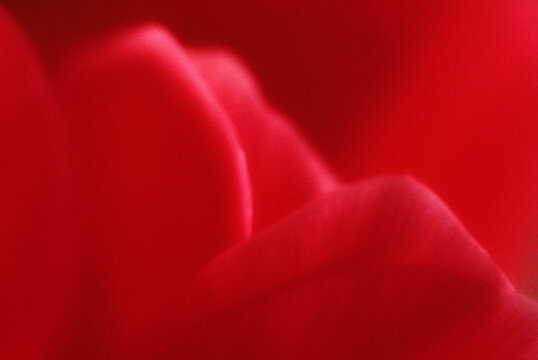 Rose Petals