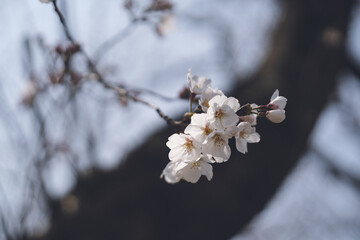 咲きはじめのソメイヨシノの桜の花 春のお花見スポット 九州福岡県うきは市浮羽町巨瀬川沿い流川の桜並木