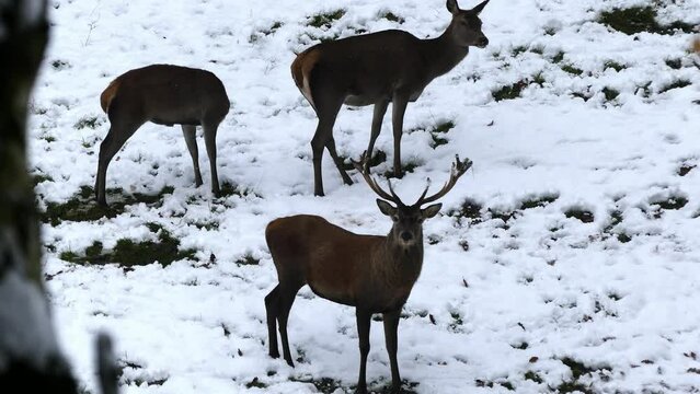 Rothirsch im Wald