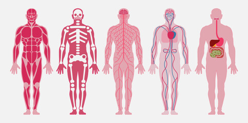 Human body anatomy. A set of: muscular, skeletal (skeleton, bones), nervous, circulatory (cardiovascular), digestive systems of a person. Vector illustration.