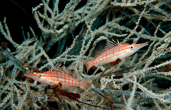 Two Longnose hawkfish, Oxycirrhites typus, Indonesia, Indian Ocean, Komodo National Park