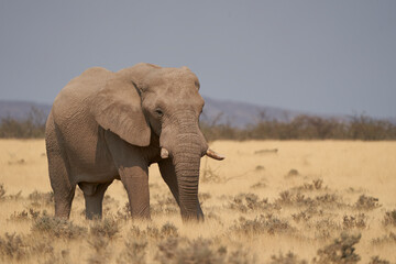 Fototapeta na wymiar Large male African Elephant (Loxodonta africana) feeding in the dry arid landscape of Etosha National Park, Namibia