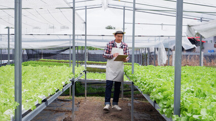 Vegetable gardeners walk to inspect lettuce in the vegetable garden.