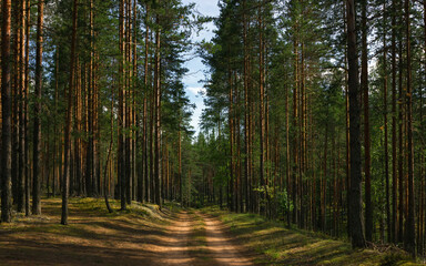 Path in Summer Pine Forest - 565058321