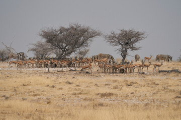 Fototapeta na wymiar Large group of Springok (Antidorcas marsupialis) sheltering from the mid day under a tree at a waterhole in Etosha National Park, Namibia 