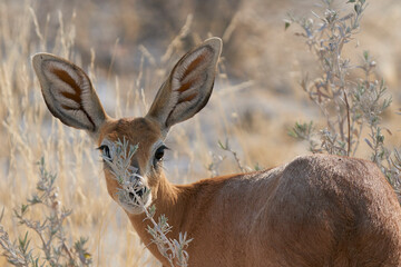 Female Steenbok (Raphicerus campestris) browsing on grasses in Etosha National Park, Namibia.     