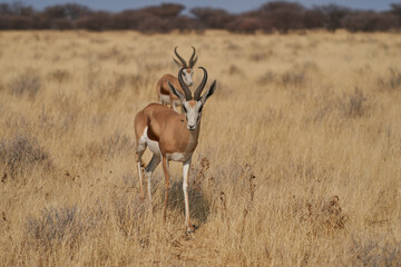 Springok (Antidorcas marsupialis) in Etosha National Park, Namibia        