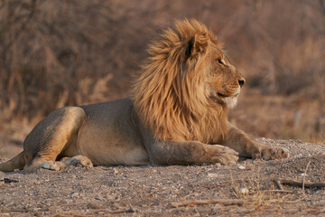 Male African Lion (Panthera Leo) resting before heading off to hunt as dusk approaches in Ongava Game Reserve, Namibia