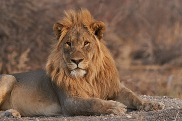 Fototapeta na wymiar Male African Lion (Panthera Leo) resting before heading off to hunt as dusk approaches in Ongava Game Reserve, Namibia