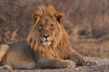 Obraz na płótnie Canvas Male African Lion (Panthera Leo) resting before heading off to hunt as dusk approaches in Ongava Game Reserve, Namibia