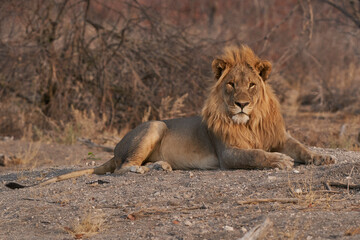Fototapeta na wymiar Male African Lion (Panthera Leo) resting before heading off to hunt as dusk approaches in Ongava Game Reserve, Namibia
