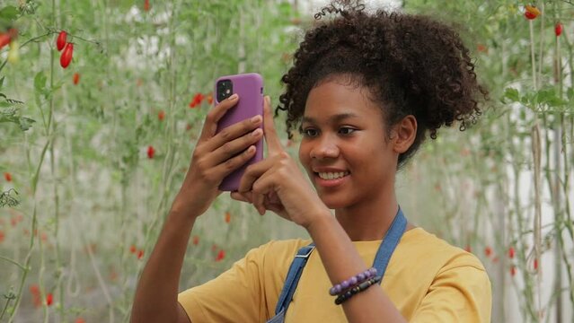 african american girl Farming, grow tomatoes in the greenhouse. She is holding a smartphone to take pictures. Smile and be happy with the results. Concepts of modern farming. organic vegetables