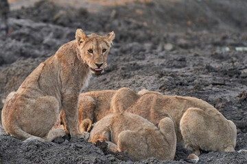 Group of African Lion cubs (Panthera Leo) at a waterhole in Ongava Game Reserve, Namibia