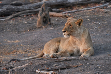 Female African Lion (Panthera Leo) resting before heading off to hunt as dusk approaches in Ongava Game Reserve, Namibia