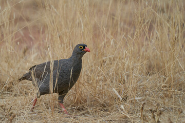 Redbilled Francolin (Francolinus adspersus) foraging amongst dry grasses in central Namibia