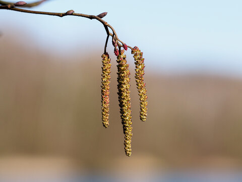 Allergischer Schnupfen im Winter durch Erle & Hasel