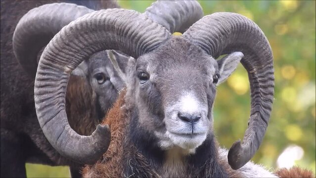 Muffelwild in Norddeutschland