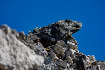 Iguane