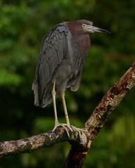 Wild life photo in Costa Rica