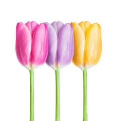Three tulips of different colors close-up