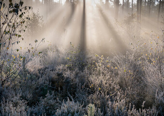 UK, England, Surrey, Forest sunbeams winter Esher Common