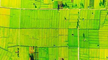 Aerial view of rice fields with morning sun