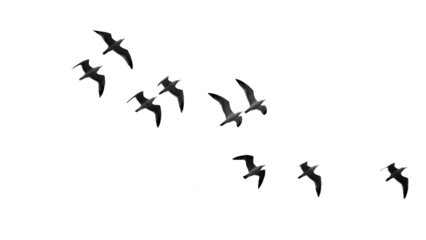 herd of birds fly	