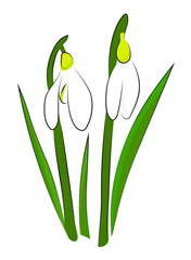 Przebiśniegi rysunek © Monika Janiak-Klicha