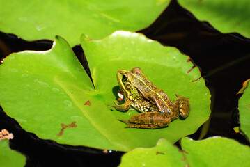 Small brown and green frog on a waterlily leaf