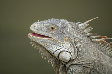 Iguana closeup of head showing scales