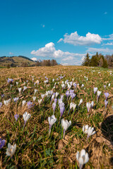 spring in the mountains