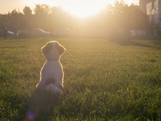 Little lion dog sitting on field