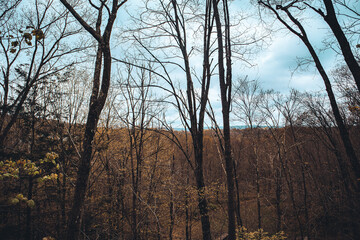 Obraz premium sunny forest