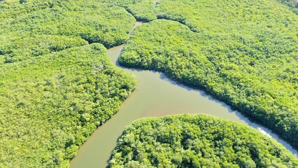 Vista aérea de un manglar 