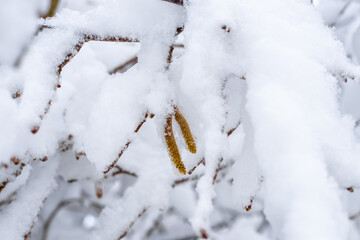 Walnut earrings hanging from a snow-covered tree on a winter's day. Snowfalls and colder climates