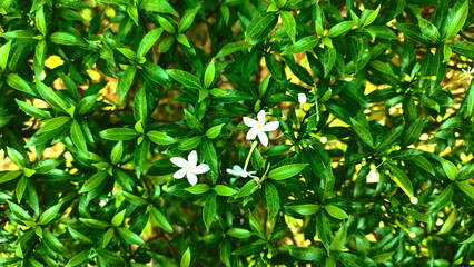 green grass background
