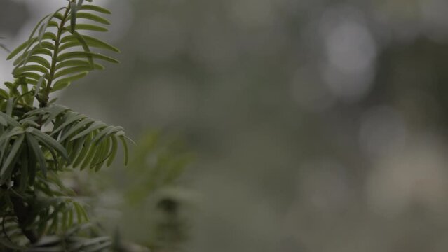 close up of a branch of a tree | Park, 4k ProRes 10bit handheld