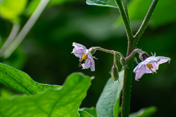 eggplant, (Solanum melongena), also called aubergine or Guinea squash, tender perennial plant of the nightshade family (Solanaceae), grown for its edible fruits.