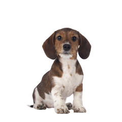 Adorable piebald Dachshund aka Teckel pup, sitting up. Looking towards camera. Isolated cutout on a transparent background. © Nynke