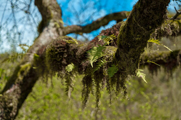 A branch of a fallen tree covered with moss and greenery