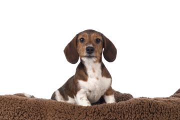Adorable piebald Dachshund aka Teckel pup, sitting up on a brown soft blanket. Looking towards camera. Isolated cutout on a transparent background.