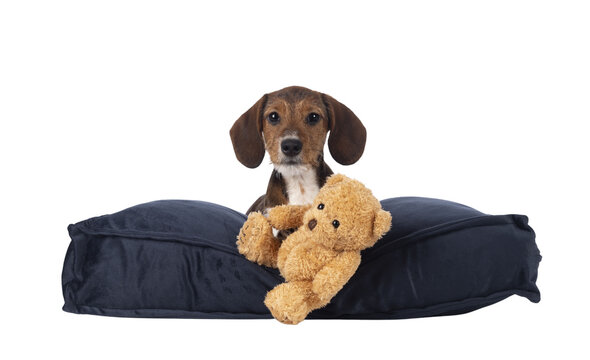 Adorable piebald Dachshund aka Teckel pup, laying down facing front on blue velvet pillow with litte toy teddy bear. Looking towards camera. Isolated cutout on a transparent background.