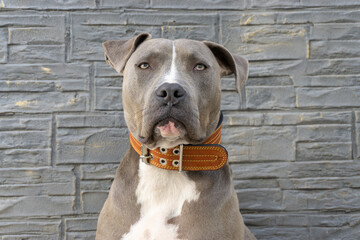 Perro mascota de raza pit bull, vivaz, alegre, musculoso y muy fuerte, con mucha energía, en...