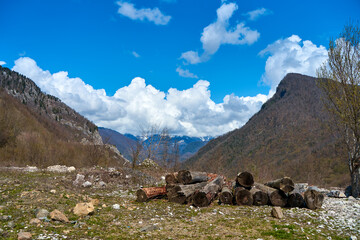 Stakes of old felled trees in the mountains. Landscape view of the mountain valley