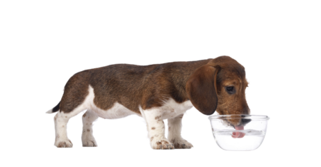 Adorable piebald Dachshund aka Teckel pup, standing side ways drinking from a glass bowl of water. Isolated cutout on a transparent background.
