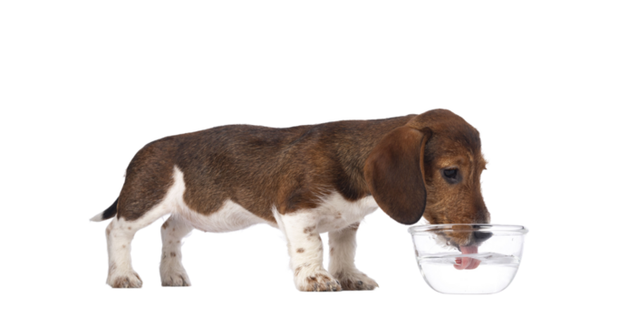 Adorable piebald Dachshund aka Teckel pup, standing side ways drinking from a glass bowl of water. Isolated cutout on a transparent background.