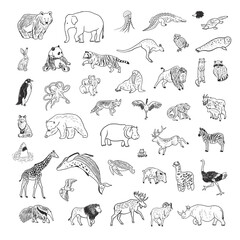 Animals world vector illustrations line set.