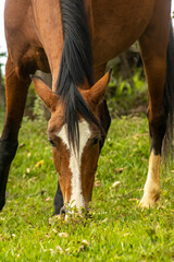 cavalo marrom com mancha branca no focinho pastando na grama verde