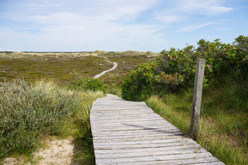 Fototapeta na wymiar Wooden walkway between dunes and under blue sky - vacation 