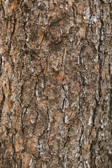 Textura de pino corteza de árbol 
